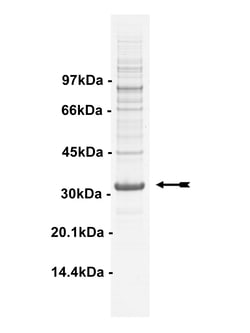 Eurofins DiscoverX Hck Protein, Active 10 &mu;g | Buy Online | Eurofins DiscoverX | Fisher Scientific